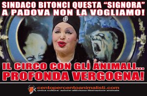 loca adesiva MOIRA 20pz