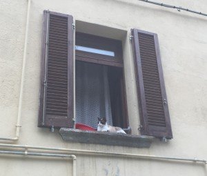 Brolo il paese dei gatti (23)