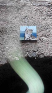 Brolo il paese dei gatti (42)