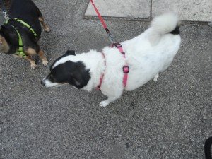 presidio per Jack (34)