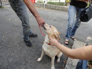 presidio per Jack (35)