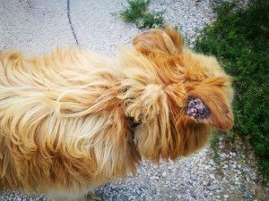 tugurio via Pradat - Azzano Decimo  (4)