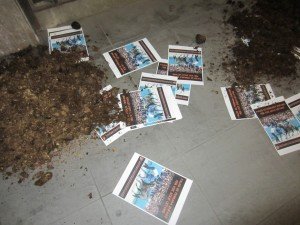 Ferrara blitz vs il palio dei Cavalli (1)