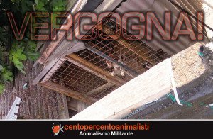 Locandina Cane da Caccia Battaglia Terme