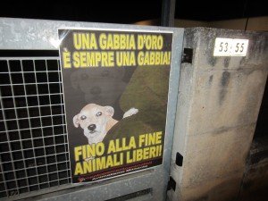 Cane Facca (4)