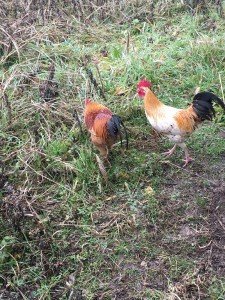 Galli Piove di Sacco