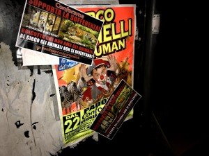 blitz vs Conforama (9)