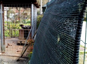 Cane via Fontane (1)