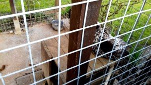 Cane via Fontane (4)